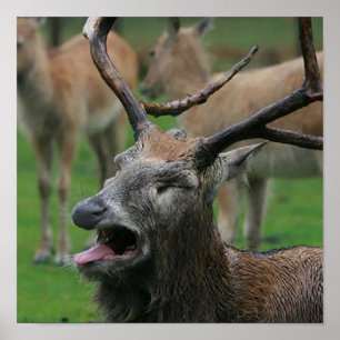 Vomiting deer: poster