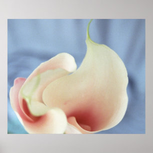 Vortex White Calla Lilies Art Print Poster Photo