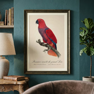 Vosmaer Eclectus Parrot, Eclectus Roratus Vosmaeri Photo Print