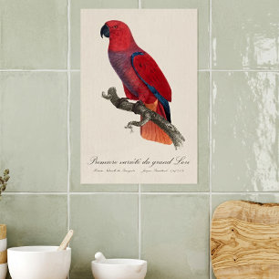 Vosmaer Eclectus Parrot, Eclectus Roratus Vosmaeri Poster