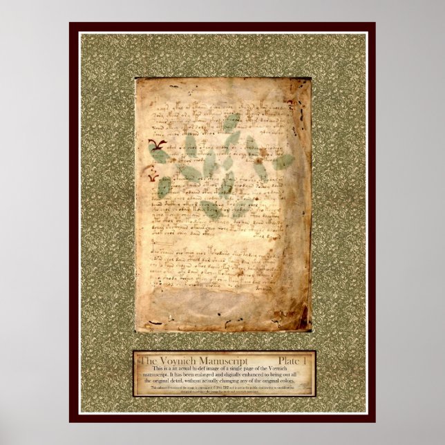 Voynich Plate 1 -Botanical Illustration Poster (Front)