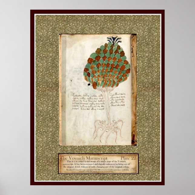 Voynich Plate 22 Poster (Front)