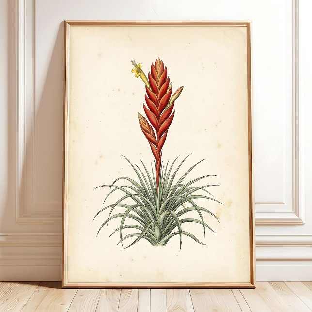 Vriesea Botanical Print Wall Art (Creator Uploaded)