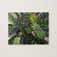 Vriesea Splendens Bromeliad Plant Striped Leaves