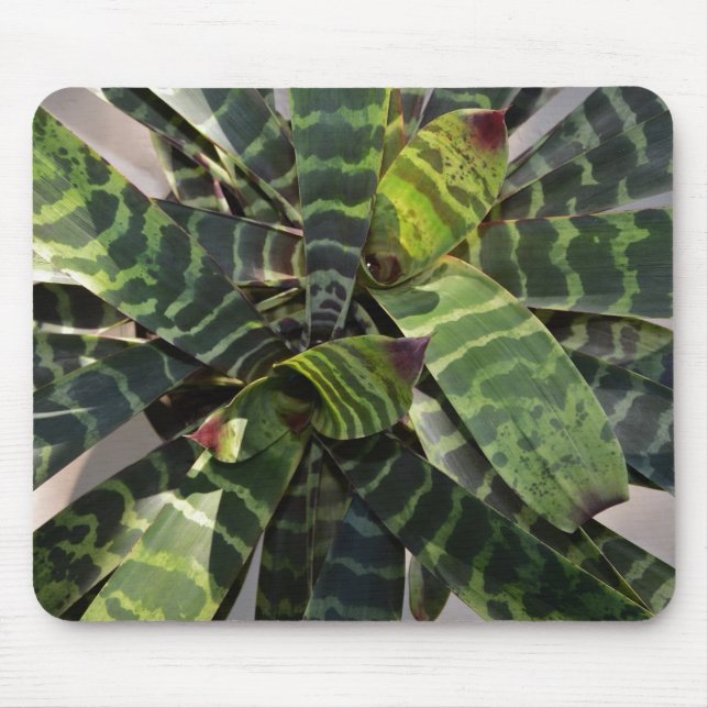 Vriesea Splendens Bromeliad Plant Striped Leaves Mouse Mat (Front)