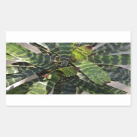 Vriesea Splendens Bromeliad Plant Striped Leaves