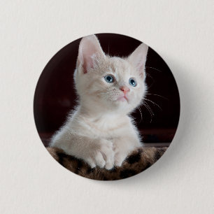 Vulnerable White Kitten 6 Cm Round Badge