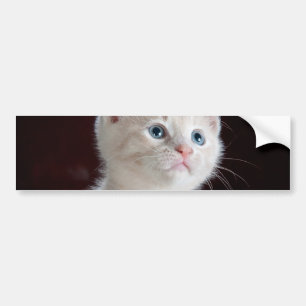 Vulnerable White Kitten Bumper Sticker