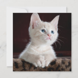 Vulnerable White Kitten Card
