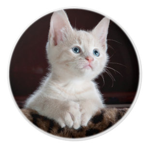Vulnerable White Kitten Ceramic Knob