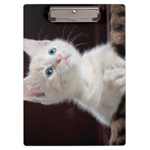 Vulnerable White Kitten Clipboard