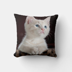 Vulnerable White Kitten Cushion