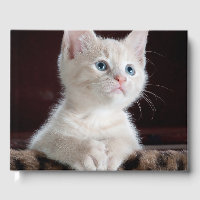 Vulnerable White Kitten