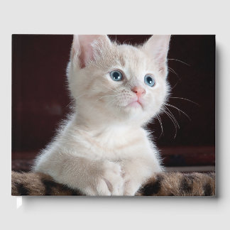 Vulnerable White Kitten Guest Book