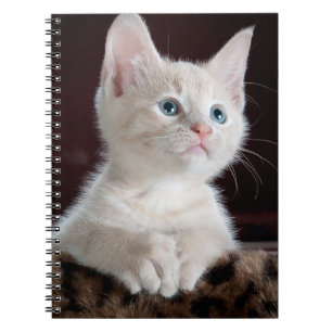 Vulnerable White Kitten Notebook