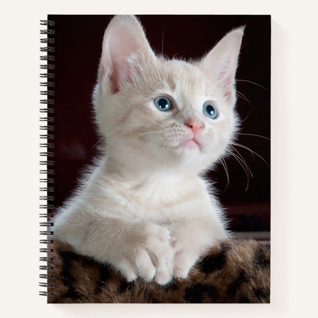 Vulnerable White Kitten Notebook (Front)