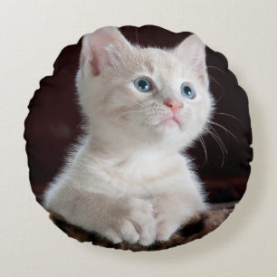 Vulnerable White Kitten Round Cushion