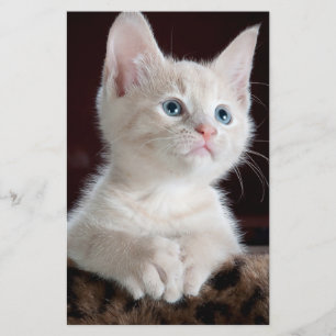 Vulnerable White Kitten Stationery