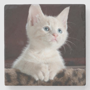 Vulnerable White Kitten Stone Coaster