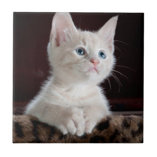 Vulnerable White Kitten Tile