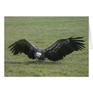 vultcure with open wings bird of prey photo