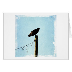Vulture