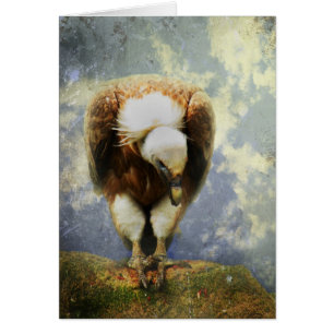 Vulture