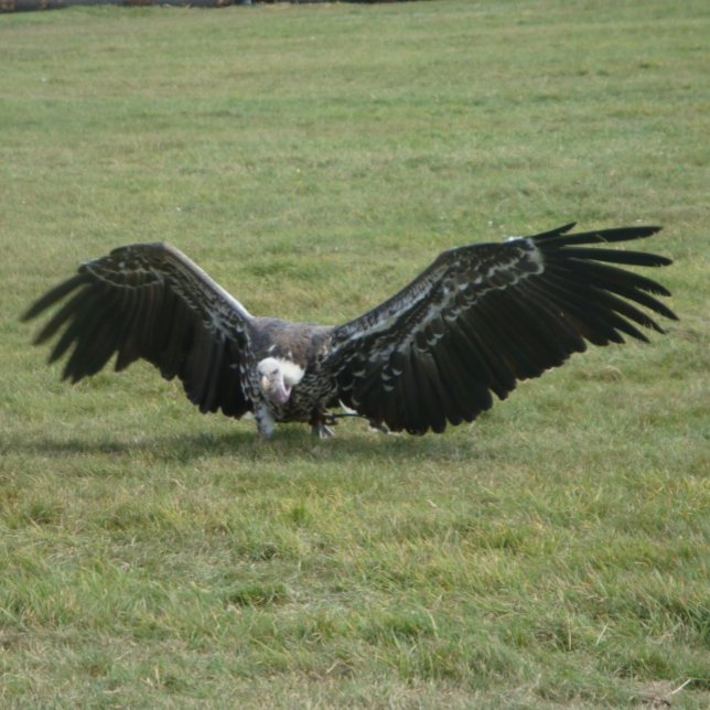 Vulture bird of prey open wings wildlife photo coffee mug (Creator Uploaded)