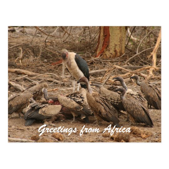 vulture crowd postcard