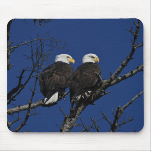 vulture, eagle, bird mouse mat