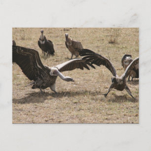vulture fight postcard