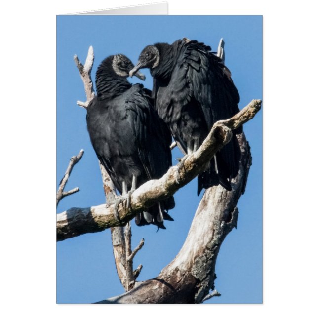 Vulture Honeymoon (Front)