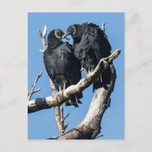 Vulture Honeymoon Postcard