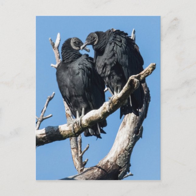 Vulture Honeymoon Postcard (Front)