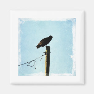 Vulture Magnet