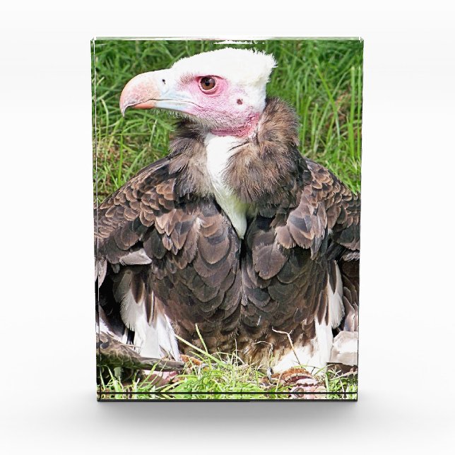 VULTURE PHOTO BLOCK (Front)