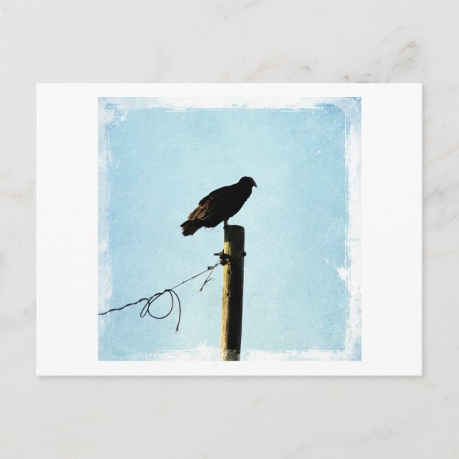 Vulture Postcard (Front)