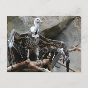 Vulture Postcard