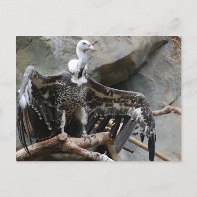 Vulture Postcard (Front)