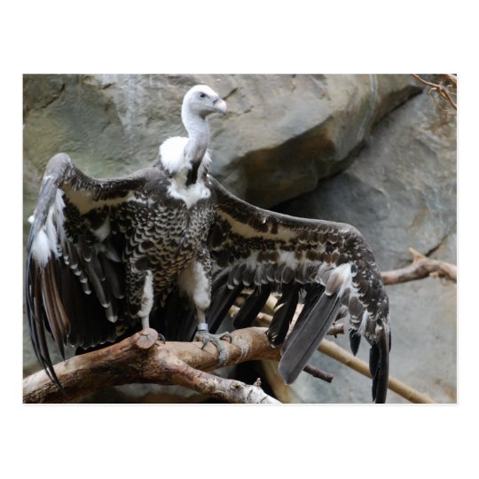 Vulture Postcard