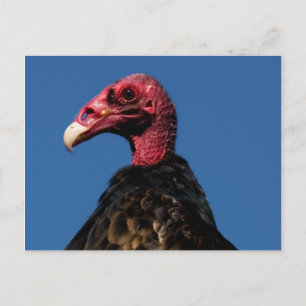 Vulture Profile Postcard