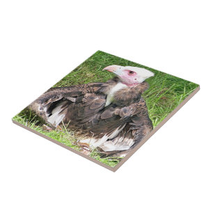 VULTURE TILE