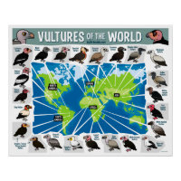 Vultures of the World Map