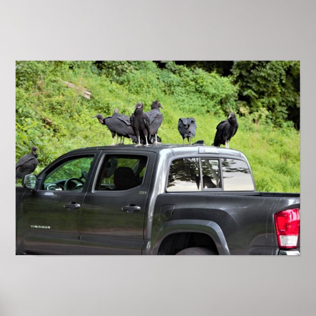 Vultures on a Truck Poster (Front)