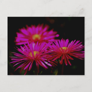Vygies Postcard