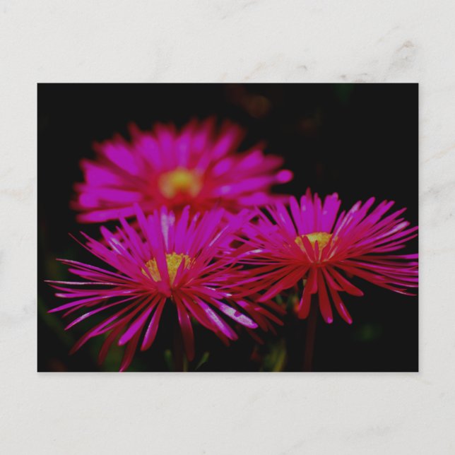 Vygies Postcard (Front)