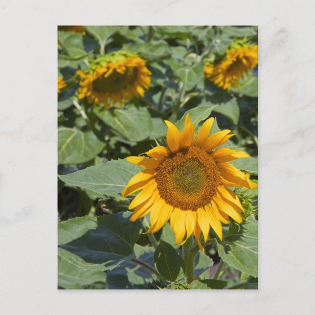 WA, Kittitas County, Sunflower Field 2 Postcard (Front)