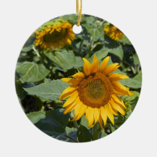 WA, Kittitas County, Sunflower Field Ceramic Tree Decoration