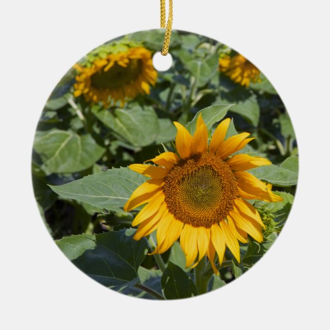 WA, Kittitas County, Sunflower Field Ceramic Tree Decoration (Front)