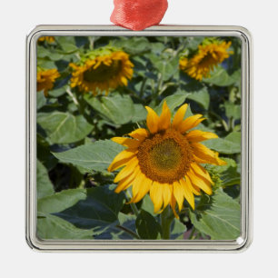 WA, Kittitas County, Sunflower Field Metal Tree Decoration